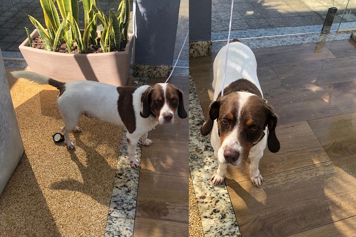 Dug foge no Pontal, e duas crianças pedem ajuda urgente