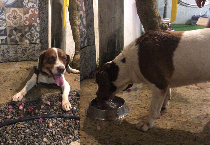Olha ele aí! Sim, o Dug lindão foi encontrado. “Reconheceu na publicação”