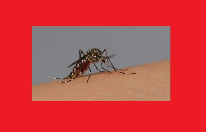 Brasil chega à marca de meio milhão de casos prováveis de dengue e 75 mortes confirmadas
