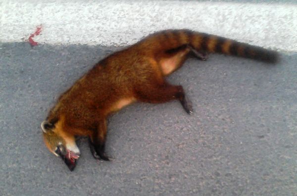 Animal silvestre é atropelado na BR-101