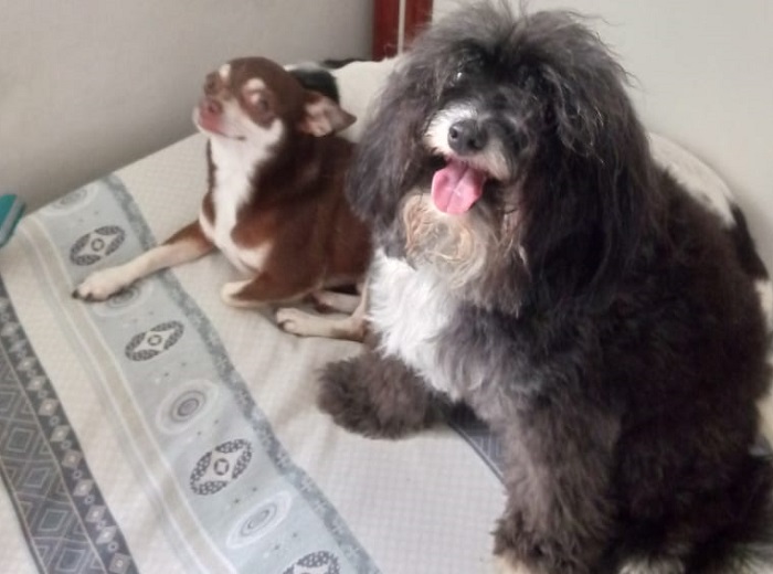 Viram no site e me ligaram: Lua de volta, e Téo não deixa ninguém chegar perto