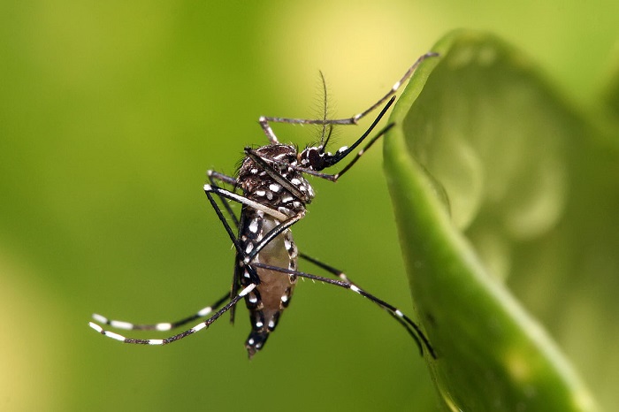 Mulher de 56 anos morre com dengue em Linhares. É o 1º óbito por dengue em 2024 no Município
