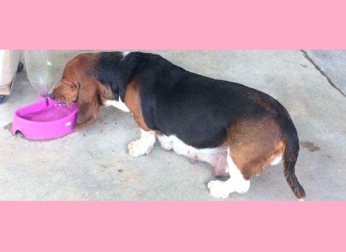 Morena, idosa, obesa e manca, foge no Araçá. Doguinha precisa de ajuda urgente