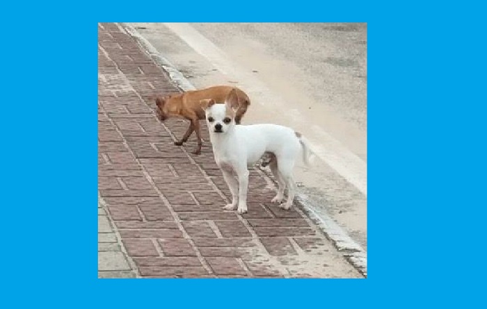 Frederico e Luna fogem no Laguna, e crianças pedem ajuda