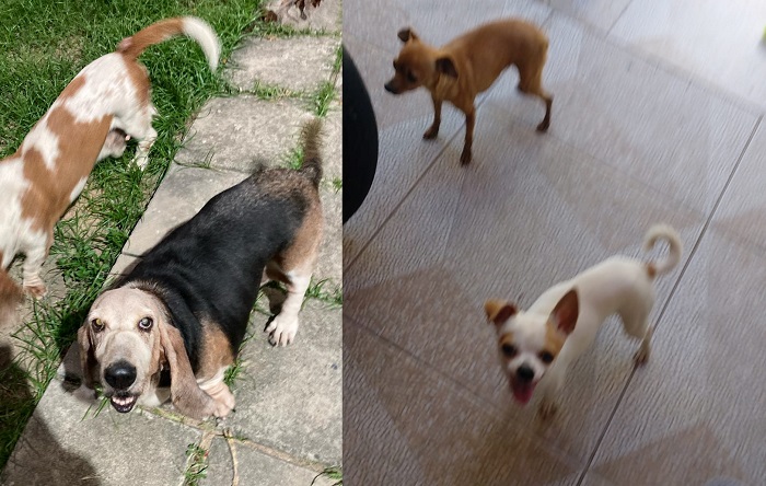 Morena, Frederico e Luna encontrados! “Todos graças ao Eu Vi em Linhares”, disse leitora que pediu a divulgação