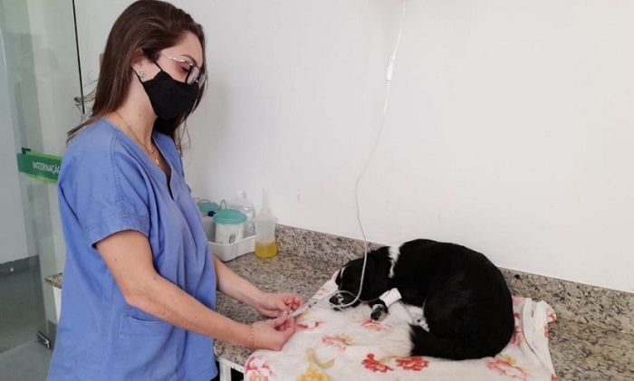 Castração gratuita de cães e gatos em Linhares. Saiba como se inscrever