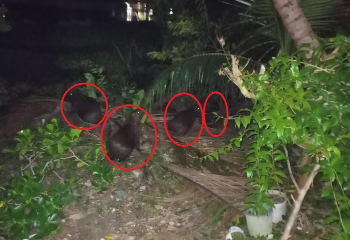 Capivaras passeiam pela margem de lagoa de Linhares, bem na sede