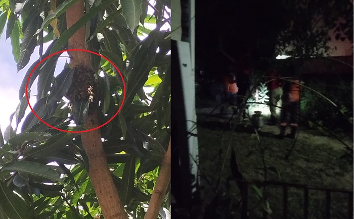 Bombeiros exterminam abelhas que “trancavam” famílias em casa em Linhares