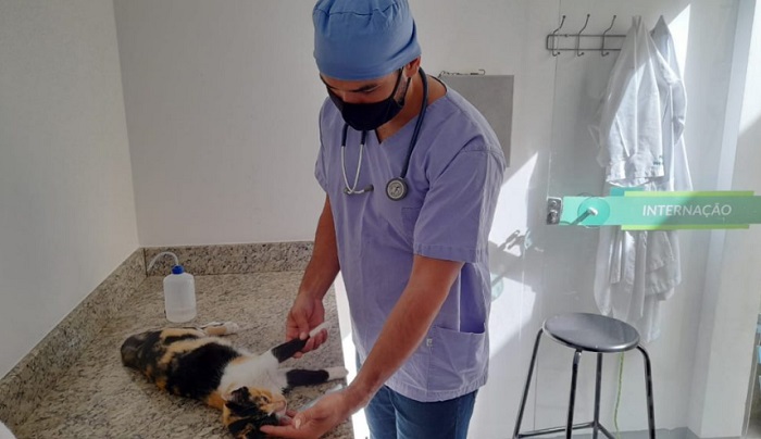 Castração gratuita de cães e gatos em Linhares. PML informa que inscrições continuam abertas