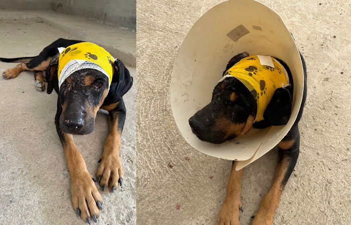 Pirata foge em Sooretama. Ele é resgatado e está com séria lesão na cabeça