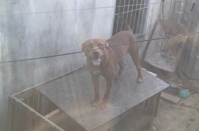 “Foi esse. Adquiriu ainda filhotinho”: Leitor afirma que foto é do cachorro que matou o tutor em Linhares