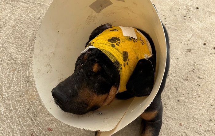 Pirata, o doguinho resgatado, é encontrado. Protetora se emociona
