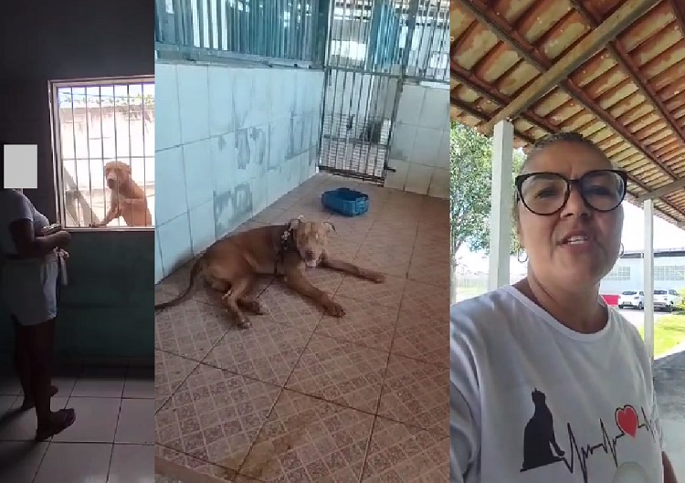 A adoção de Zeus, o cachorro que matou o tutor em Linhares
