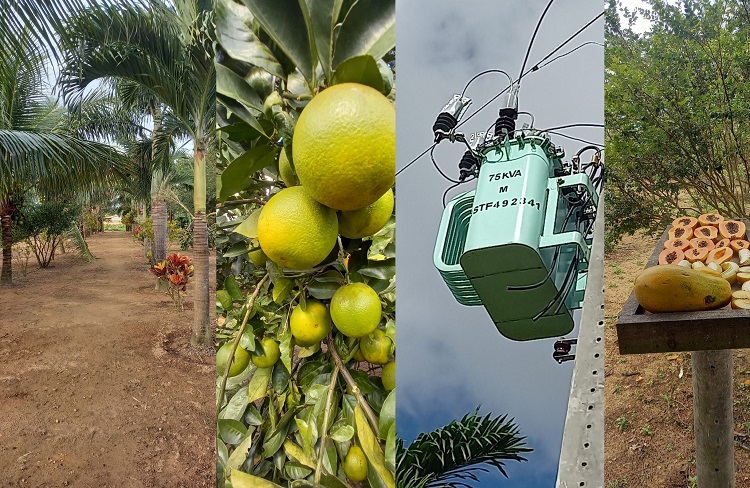 Chácara linda, cheia de frutas e ainda aceita carro na negociação, em Linhares