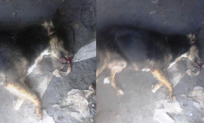 Crueldade: homem mata cachorro a golpes de facão por causa de pedaço de carne 