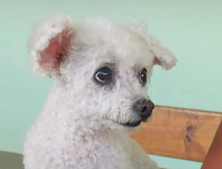 Tristeza: Lila é encontrada morta. Tutores precisam da nossa solidariedade