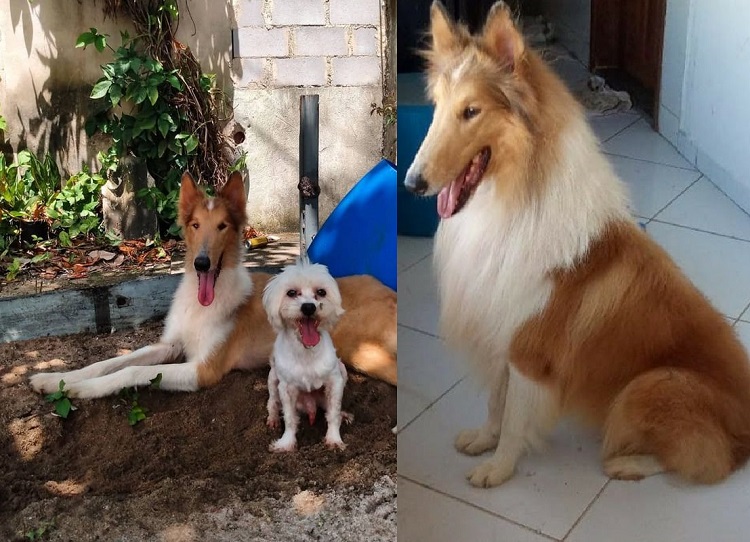 Recompensa: Dank foge no Aviso. tem 17 anos e uma série de enfermidades