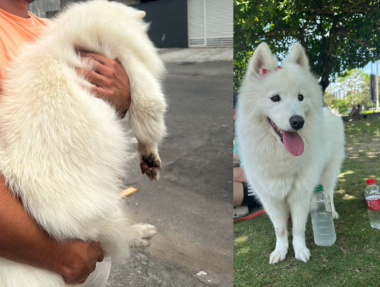 Maggie encontrada! E foi logo após a divulgação no Eu Vi em Linhares