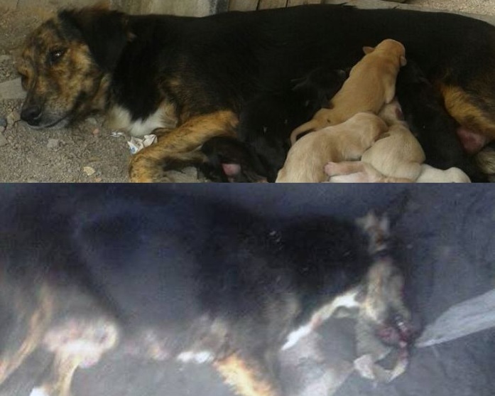 Araçá: animal morto a golpes de facão era uma cadela que estava amamentando oito filhotes