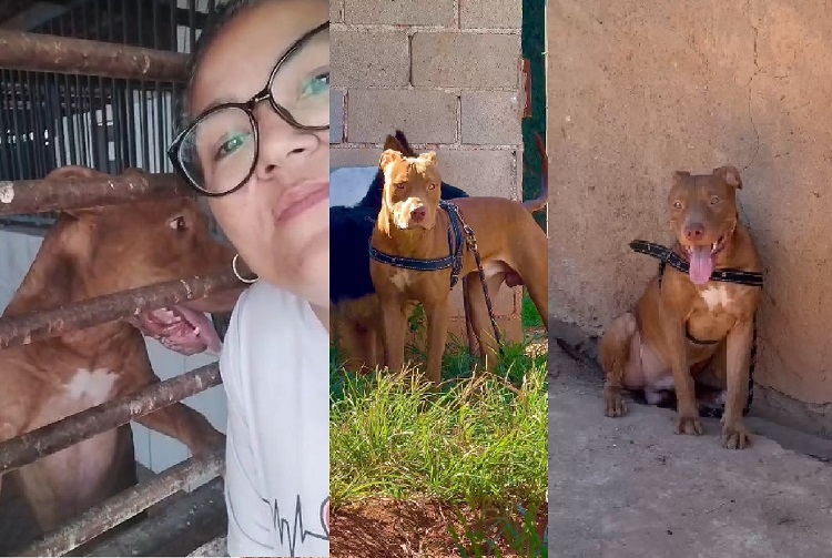 Zeus adotado, e já foi para a Cidade Saúde. Lembram dele? Protetora se emocionou