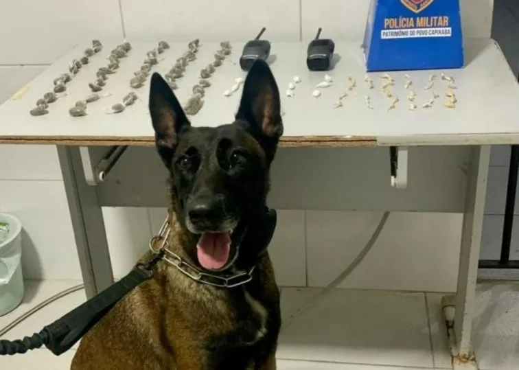 Jataipeba: Drogas prontinhas para venda apreendidas pela Força Tática/k-9 em Linhares