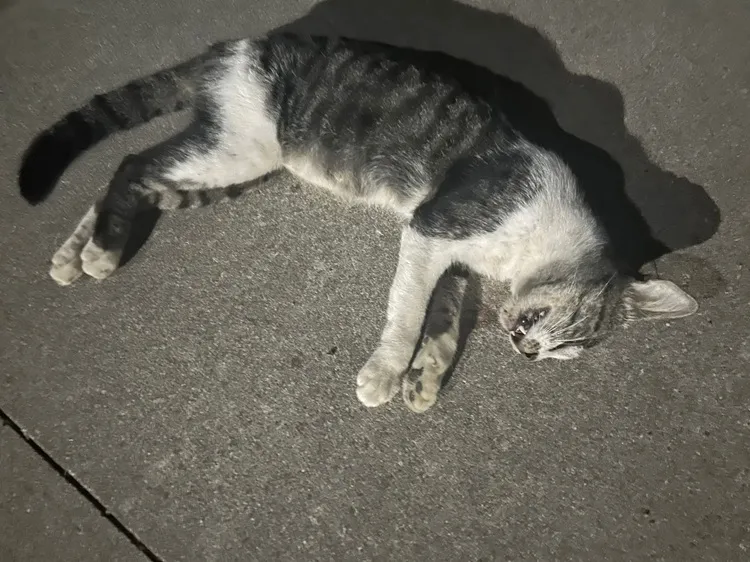 Matança de gatos em bairro nobre de Linhares revolta voluntários