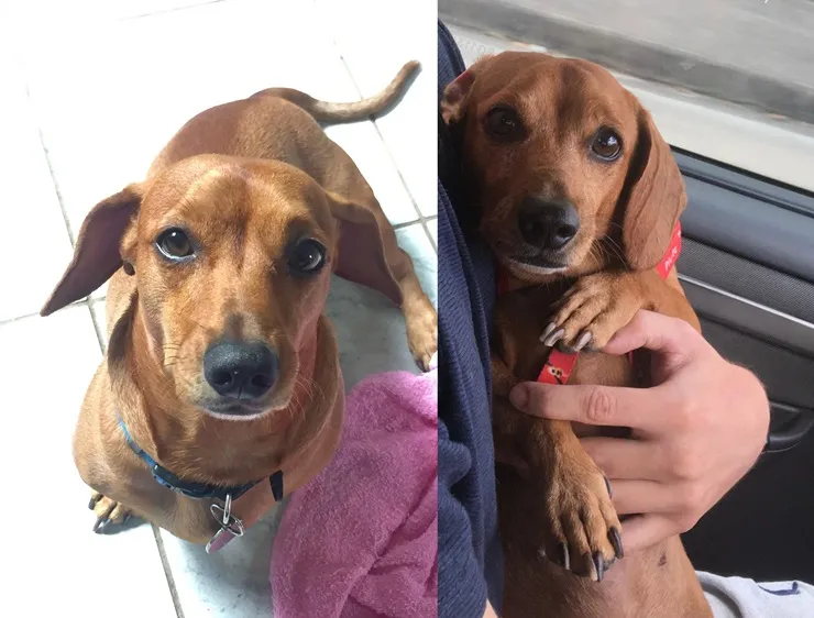 Recompensa: Marley foge no Interlagos. "Toma Gardenal, é idoso, e nunca havia fugido"