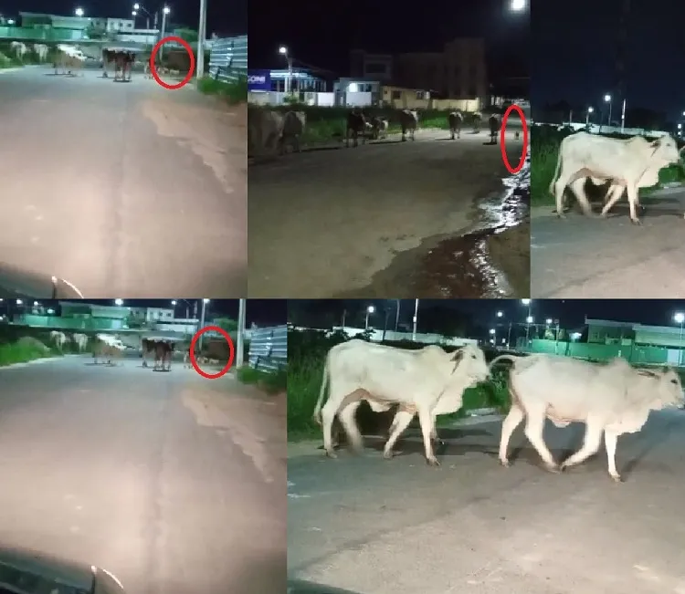 Doguinho guia boiada em bairro de Linhares