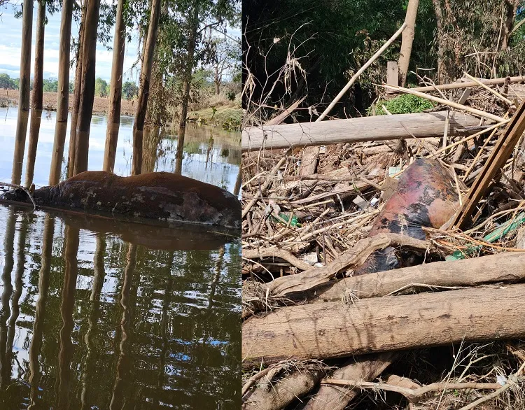 Cena triste: Bombeiros capixabas registram animais mortos nas margens do rio