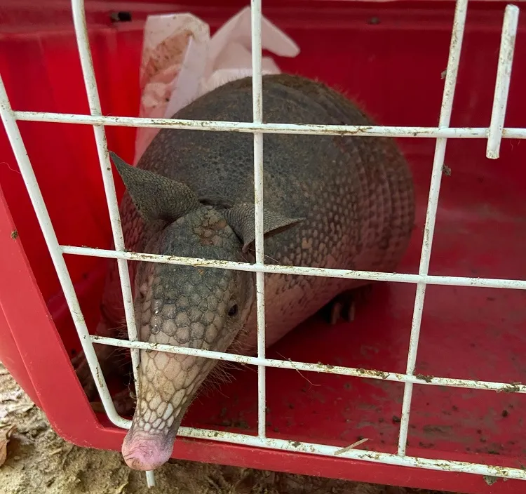 Tatu-galinha capturado na Praça 22 de Agosto, Centro de Linhares