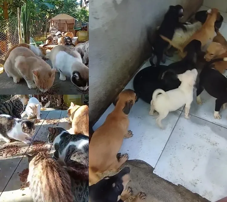 Urgente: Gatos e doguinhos precisam da sua ajuda em forma de ração. São 130 animais em Linhares e Rio Bananal
