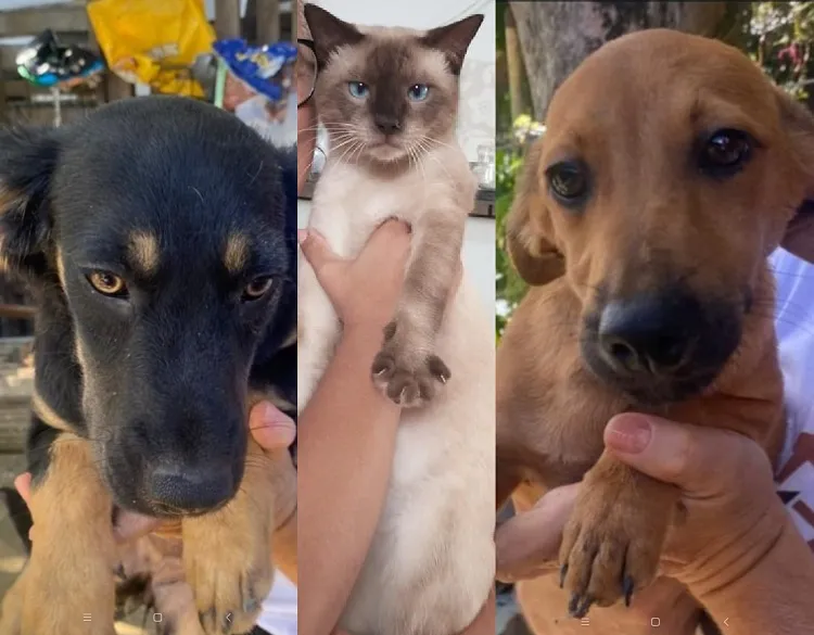 Sábado: Adote um amigão, na Praça 22 de Agosto, Linhares
