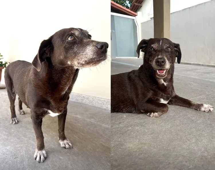 Recompensa: Meg foge no Jardim Laguna. “É idosa, precisa de ajuda”
