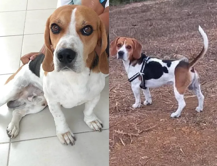 Recompensa: Ed foge no Três Barras. Idosa cadeirante, e criança pedem ajuda