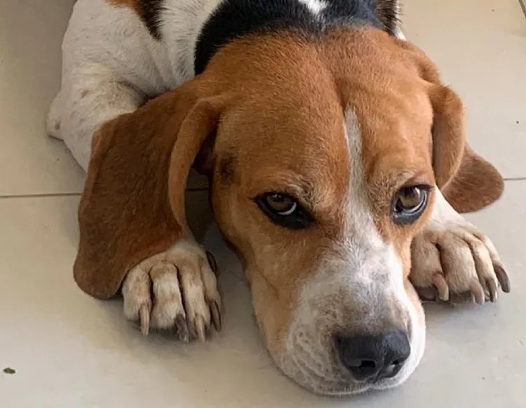 Ed encontrado! Final feliz no Au Au Miau. “Gratidão”