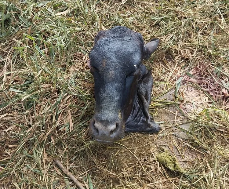Lalau de vaca age em fazenda de Linhares. “Deixaram só a cabeça”