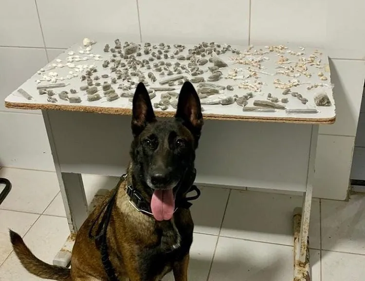Pó do Aviso: Muita droga embalada apreendida pela Força Tática/k-9. Denúncias impressionam