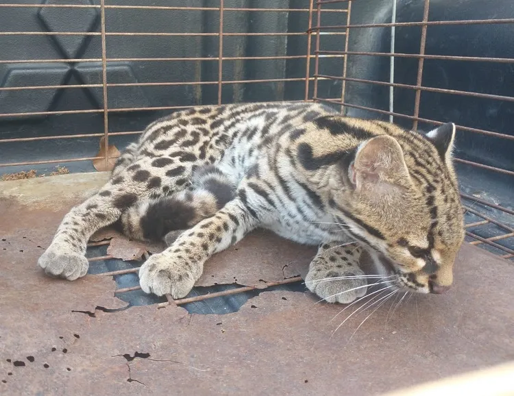Destaque da semana: Gato-maracajá em pleno Centro de Linhares