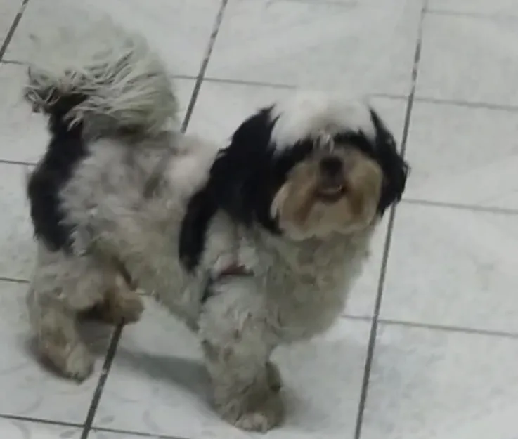 Tem recompensa: Nick foge no Araçá, ele tem 9 anos. “Cresceu com meu filho”