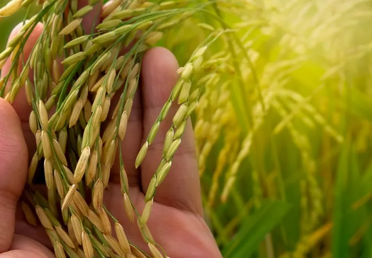 Produtores do RS colhem 7,16 milhões de toneladas de arroz e são contra a importação