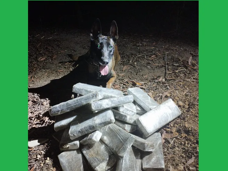 K-9 encontra muita maconha em Linhares. Final do bairro Aviso 