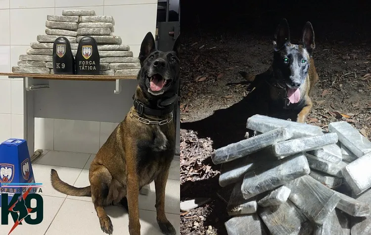20kg de maconha: Pantera farejou no Aviso, Linhares. K-9 totalizou 26 tabletões