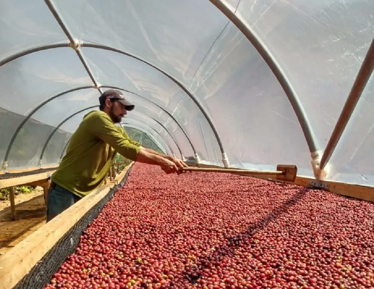 E vem aí, o lançamento do 7º Concurso de Café de Linhares