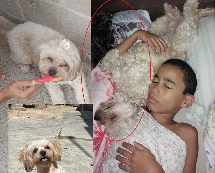Recompensa: Amora foge no Nova Esperança, menino autista pede: “preciso da minha amiga”