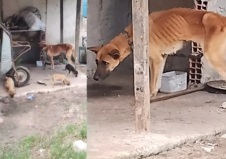 De doer o coração: Doguinha tenta salvar a si mesma e aos filhos em Linhares