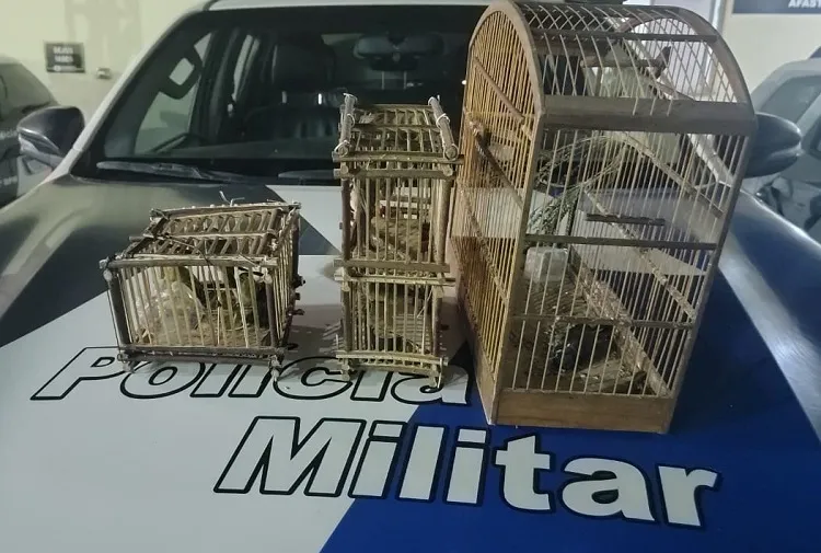 Pássaros morrem em bagageira de ônibus em Sooretama. Passageiro foi detido