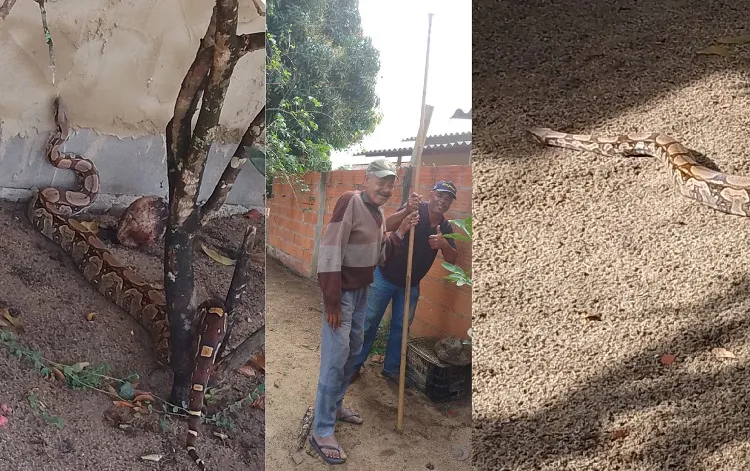 Cobrona aparece no quintal de residência no interior de Linhares. Jiboia causou aquele susto