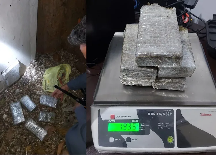 Galinhas encontram tabletões de maconha e “avisam” morador em Linhares
