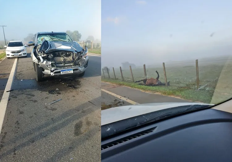 Cavalos na pista e acidente na Estrada do Pontal, Linhares. Um animal morreu