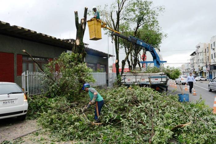 Centro: Internauta protesta contra poda drástica de árvores 